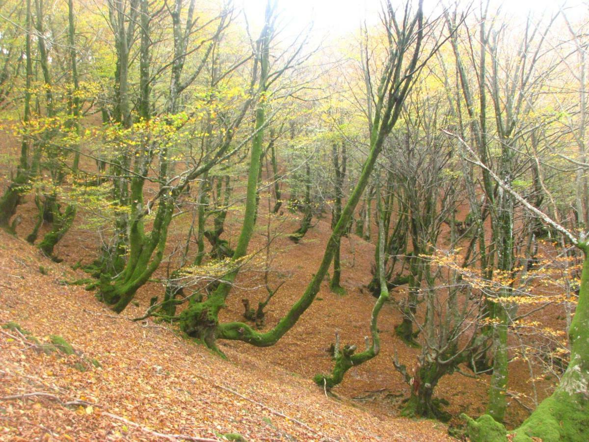 Auberge de jeunesse Olasenea Aterpea Zubieta